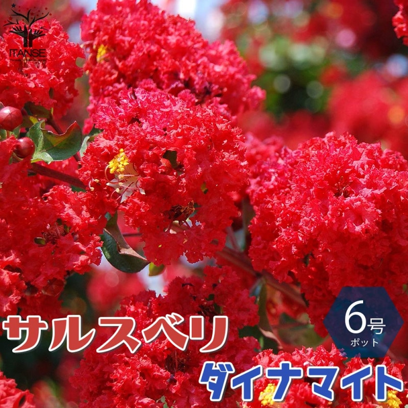 サルスベリ｜【植物のITANSE】全品送料無料・即出荷!
