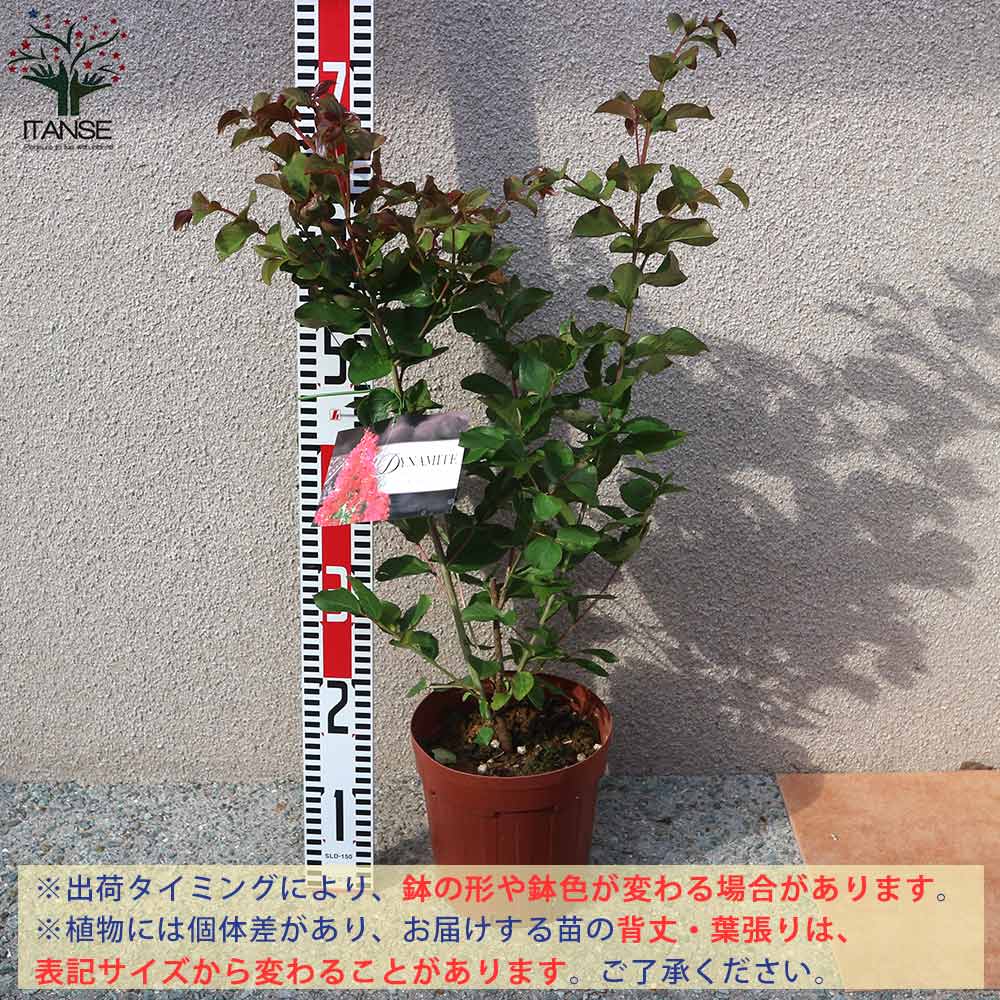 サルスベリの苗木 ダイナマイト【庭木 6号鉢Mサイズ／1個売り