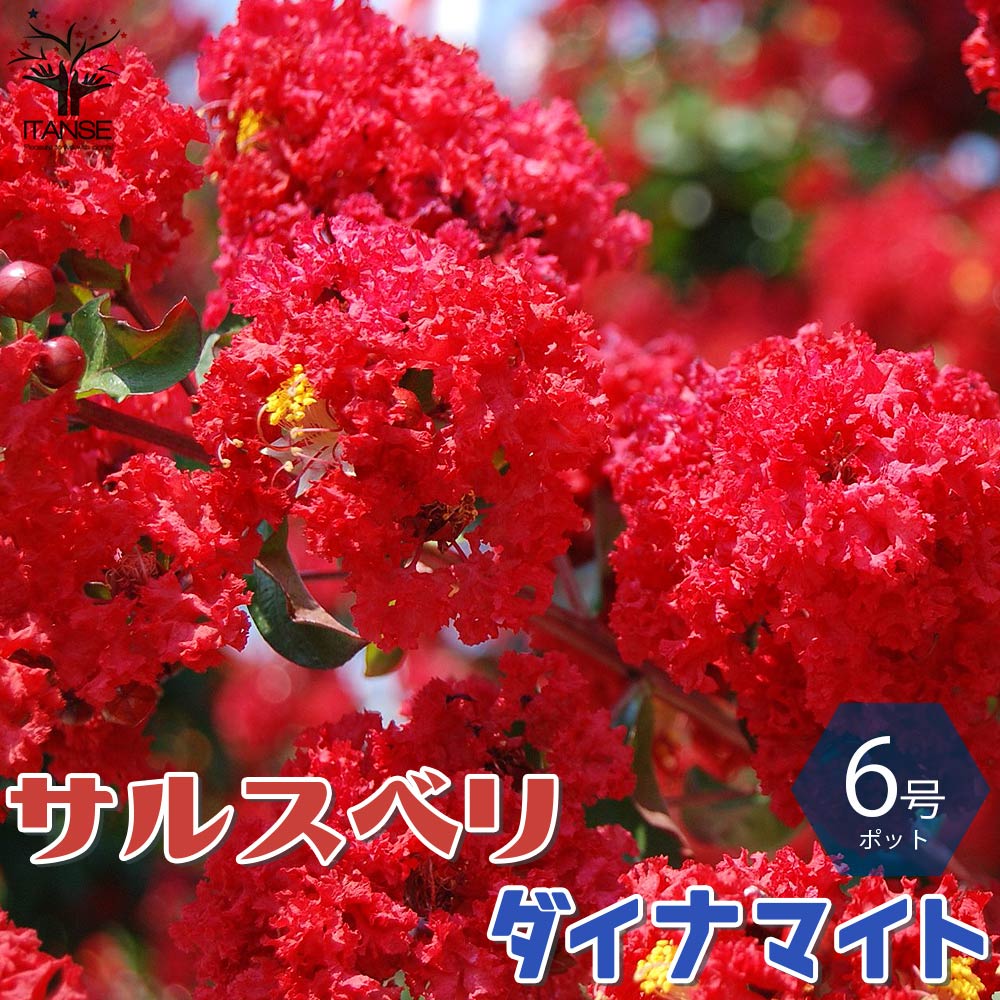 サルスベリの苗木 ダイナマイト【庭木 6号鉢Mサイズ／1個売り】