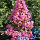 サルスベリの苗木 ピンキースノー【庭木 6号鉢Mサイズ／1個売り】|植木・花木