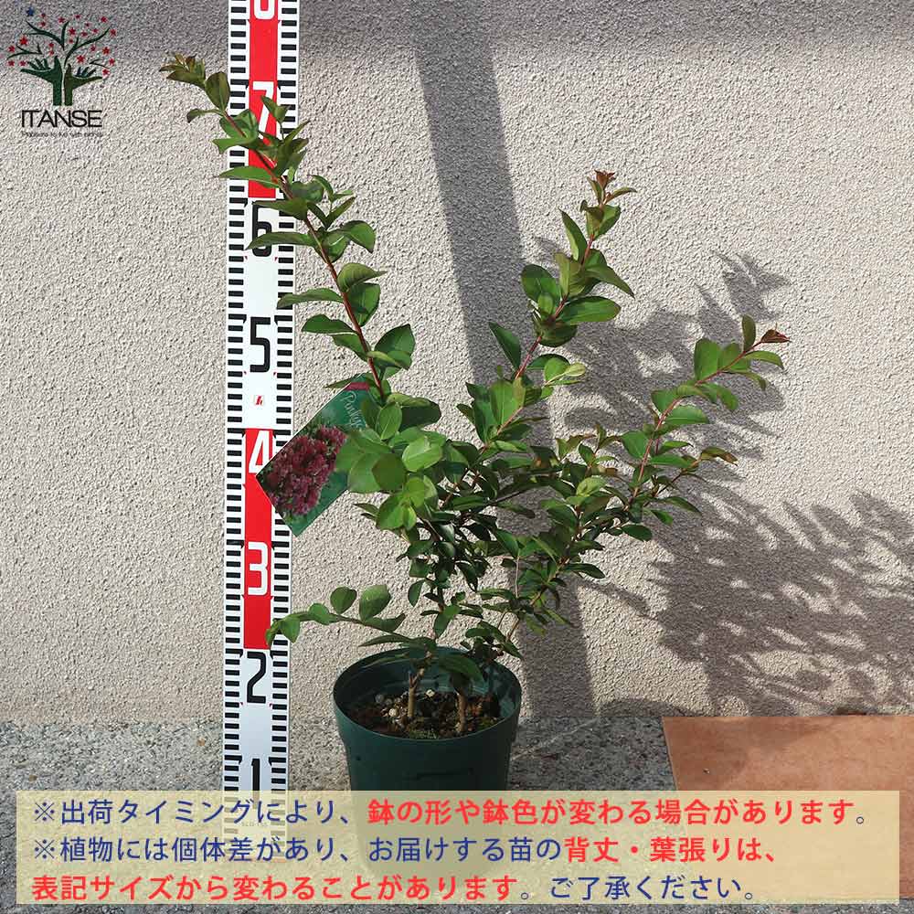 サルスベリの苗木 ピンキースノー【庭木 6号鉢Mサイズ／1個売り