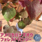 アメリカハナズオウの苗木 フォレストパンジー【庭木 6号ポット／1個売り】|植木・花木