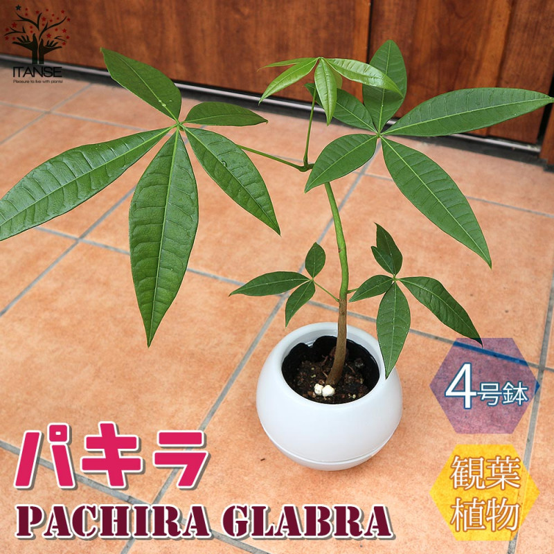 ペトロフィル エリシフォリア 【花木苗 5号／1個売り】｜ 【植物の