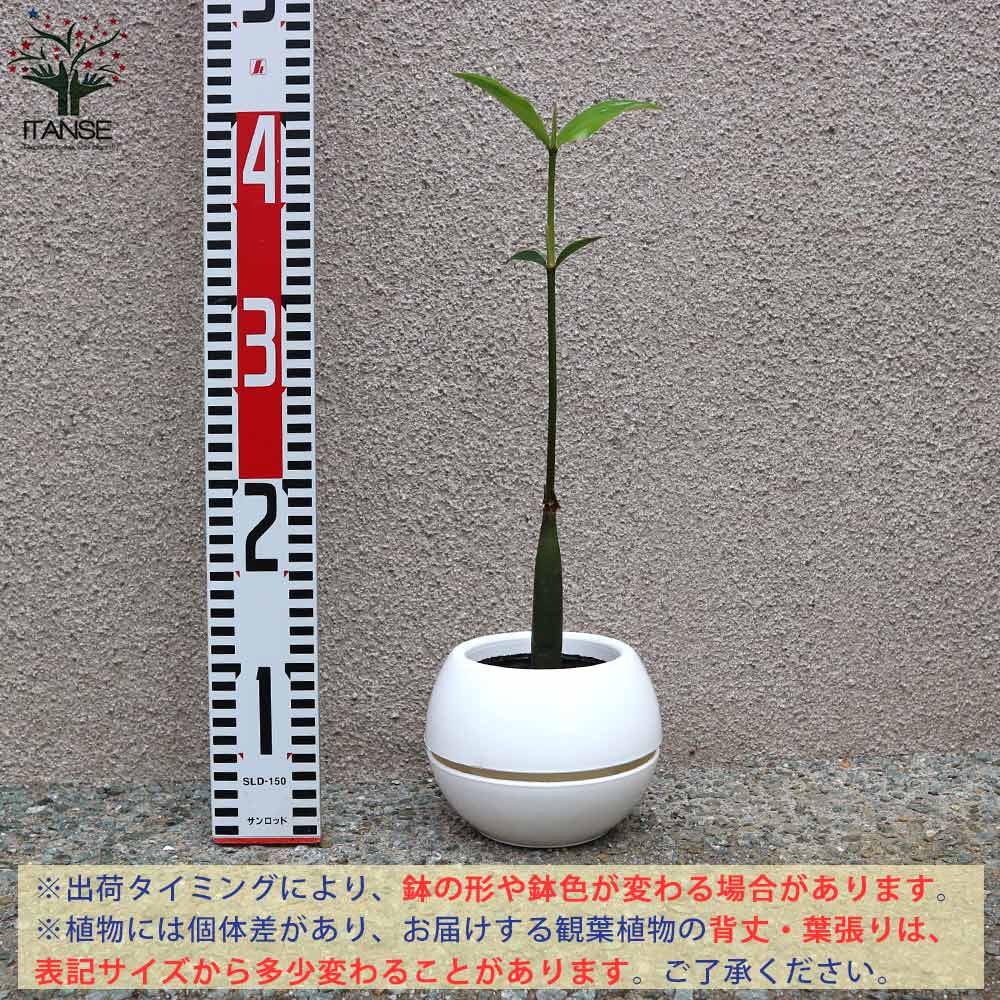 マングローブ　オヒルギ　1本（個） 種子　観葉植物　花卉/園芸/海干潟。 マングローブ オヒルギ 1本立ち リビングやオフィス向きサイズ【観葉