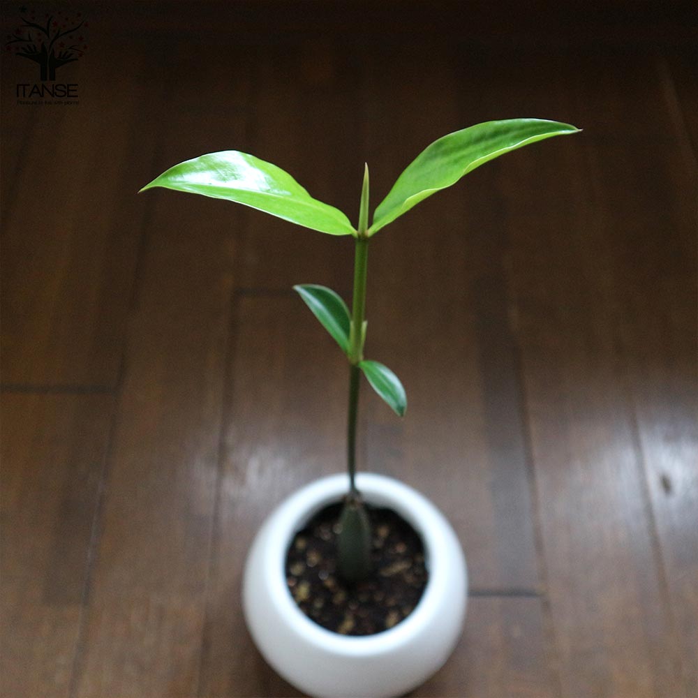マングローブ　オヒルギ　1本（個） 種子　観葉植物　花卉/園芸/海干潟。 マングローブ オヒルギ 1本（個） 種子 観葉植物 花卉/園芸/海干潟。の