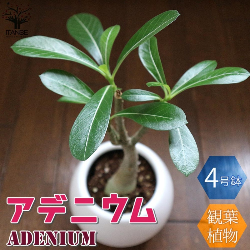 フィンガーライムの苗木 ミアローズ【果樹の苗木 4.5号ポット苗