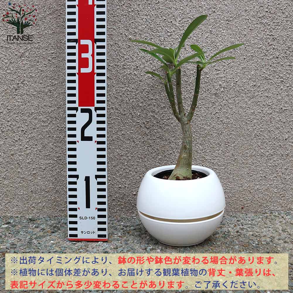アデニウム オべスム リビングやオフィス向きサイズ【観葉植物 4号