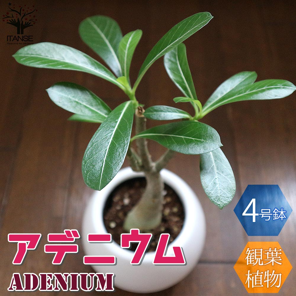 アデニウム オべスム リビングやオフィス向きサイズ【観葉植物 4号プラスチック丸鉢／1個売り】