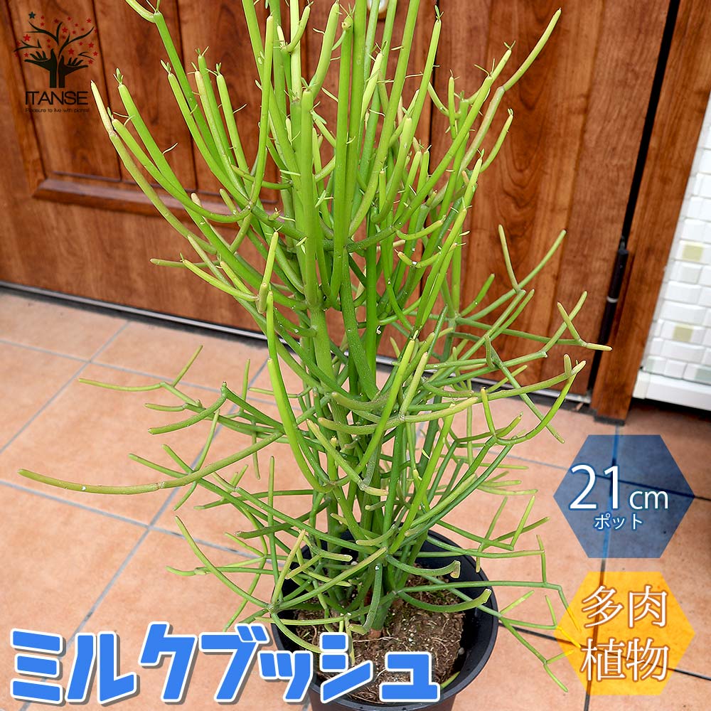 多肉植物の苗木 ミルクブッシュ【多肉植物 21cm／1個売り】