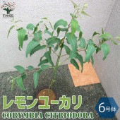 レモンユーカリ 植木苗【庭木 6号ポット／1個売り】|植木・花木