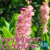アメリカリョウブ ピンクスパイヤー 花木苗【庭木 4.5号ポット／1個売り】|植木・花木