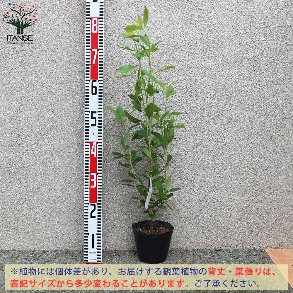 アメリカリョウブ ピンクスパイヤー 花木苗【庭木 4.5号ポット／1個