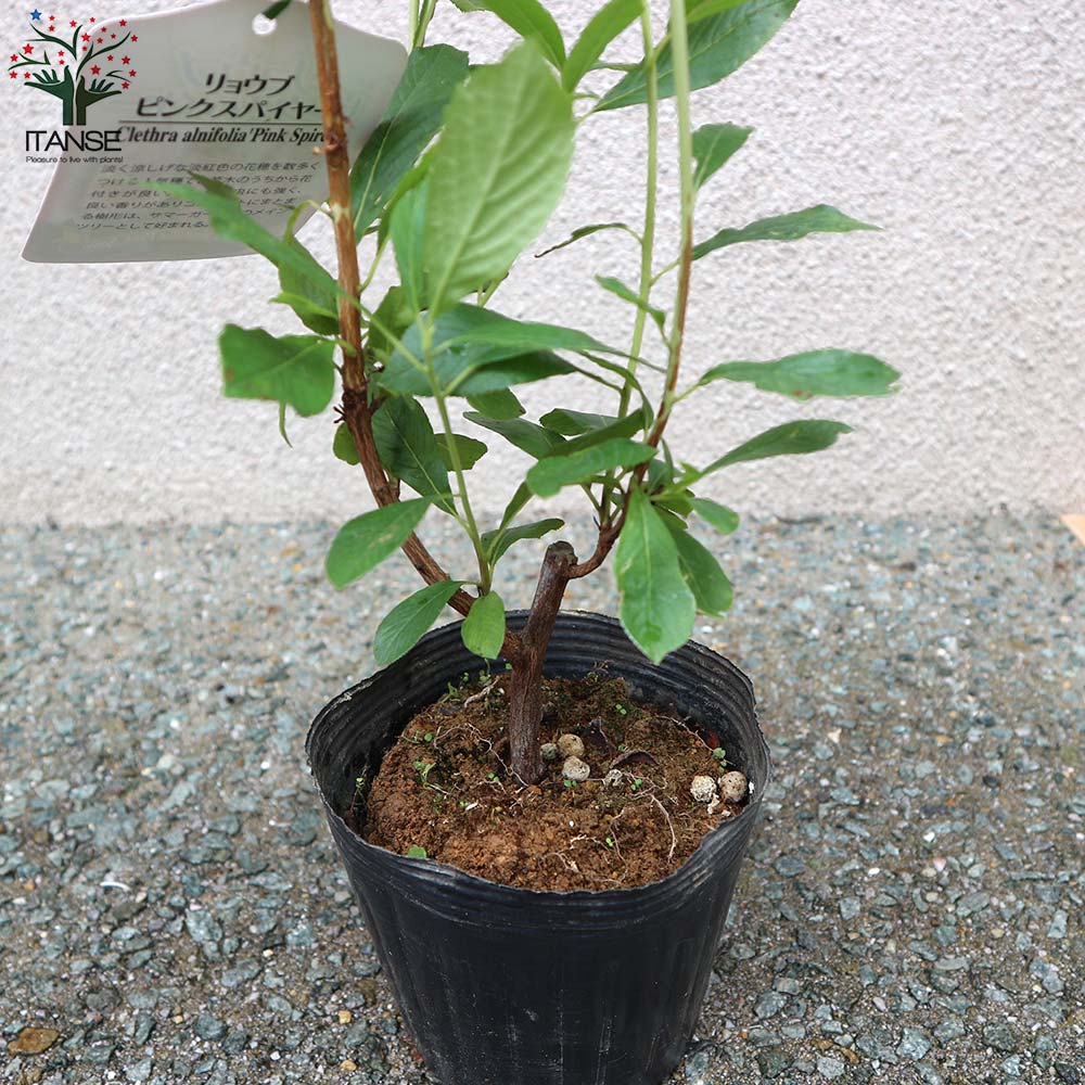 アメリカリョウブ ピンクスパイヤー 花木苗【庭木 4.5号ポット／1個