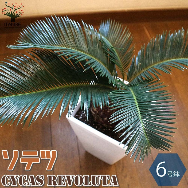 モンステラ タイコンステレーション 斑入り 6号鉢つき 幹立ち