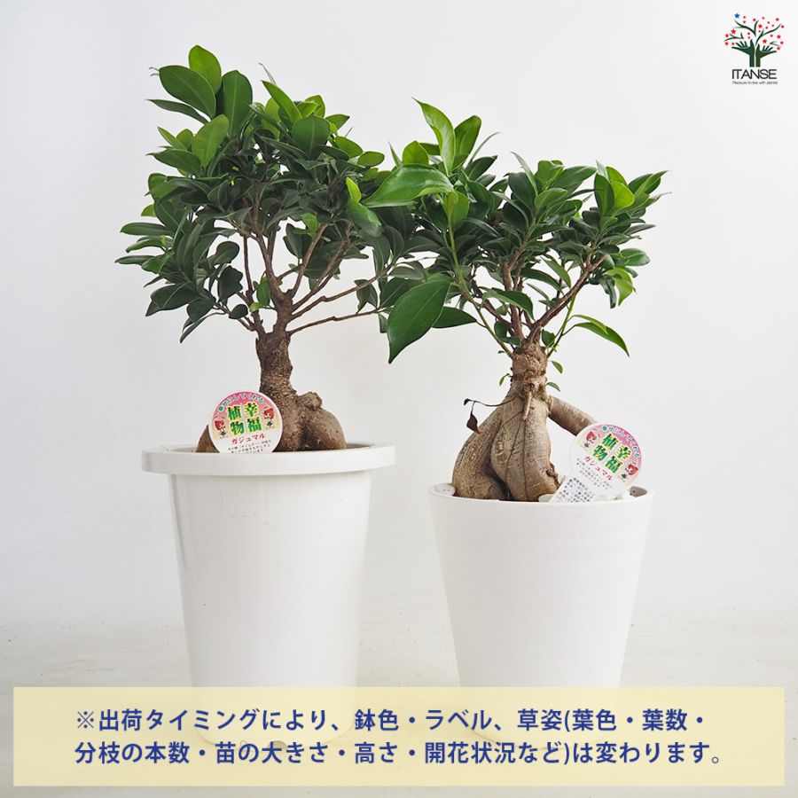 ガジュマル 【観葉植物 6号鉢／1個売り】｜ 【植物のITANSE