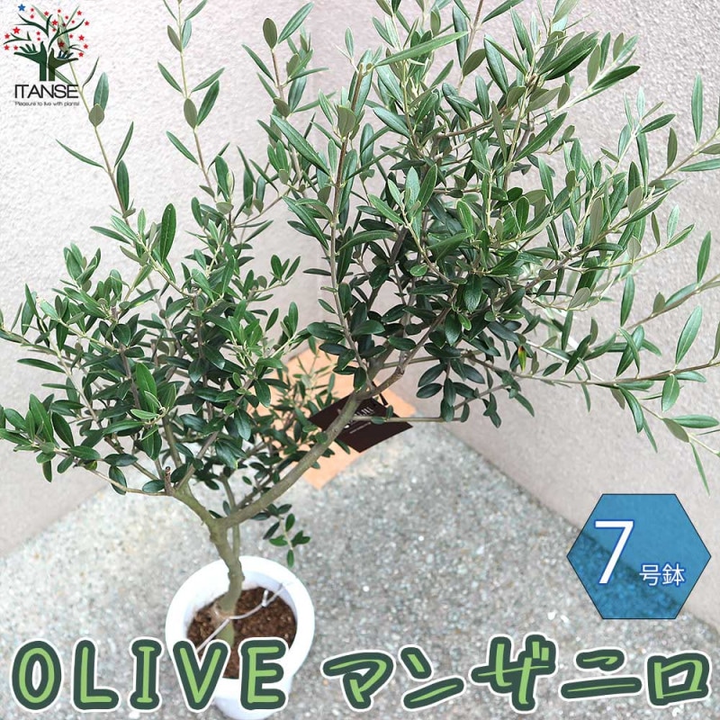 オリーブ｜【植物のITANSE】全品送料無料・即出荷!