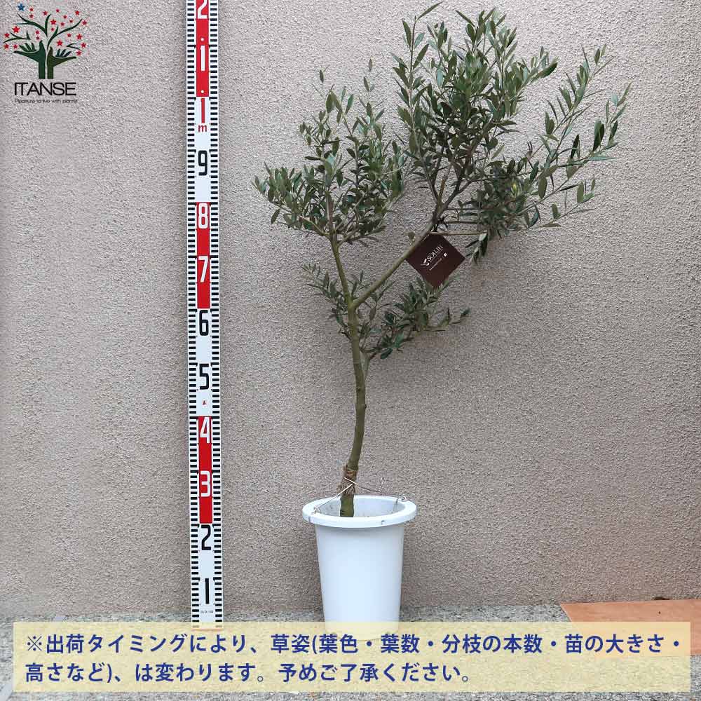 オリーブ苗木 （ハシゴの高さサイズ）大きめ 根付き 2025年最新