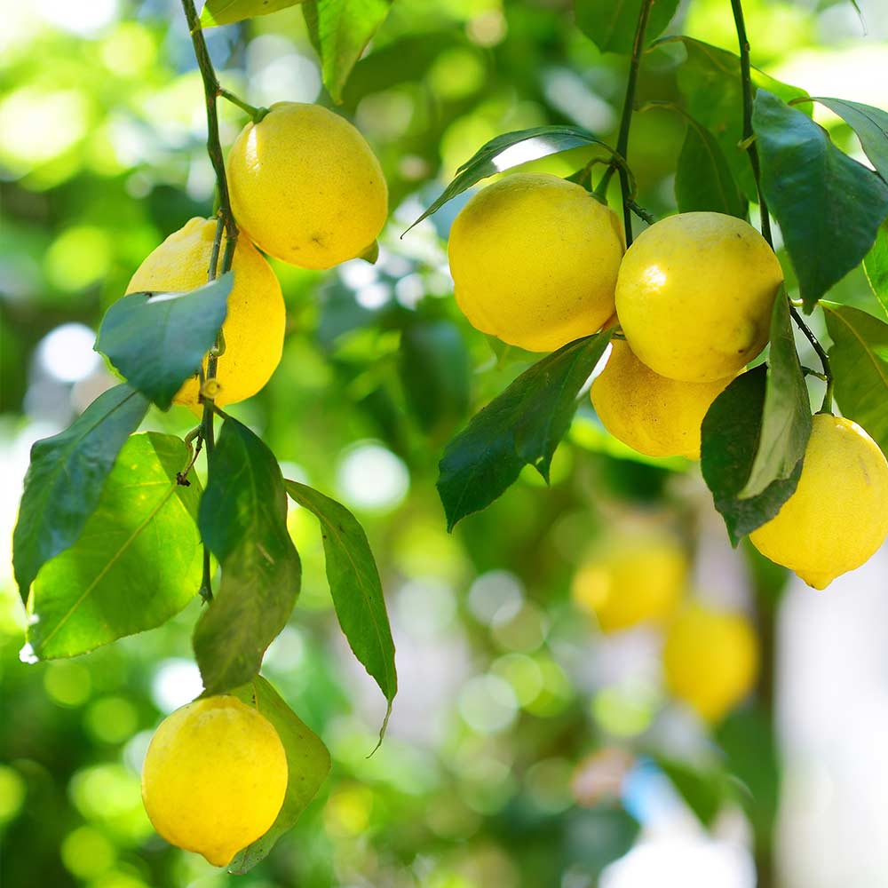 レモンの苗木 リスボン【果樹の苗木 4号ポット 挿し木苗／1個売り