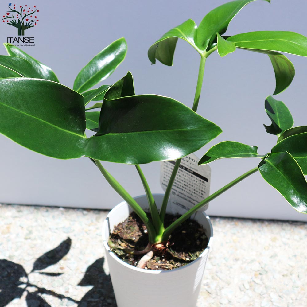 フィロデンドロン ゴエルディ 観葉植物 フィロデンドロン ゴエルディ 2.5号ポット(個体おまかせ1鉢