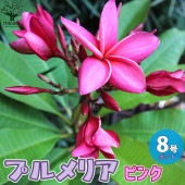 プルメリアの苗 熱帯花木苗【庭木 8号鉢／1個売り】|植木・花木