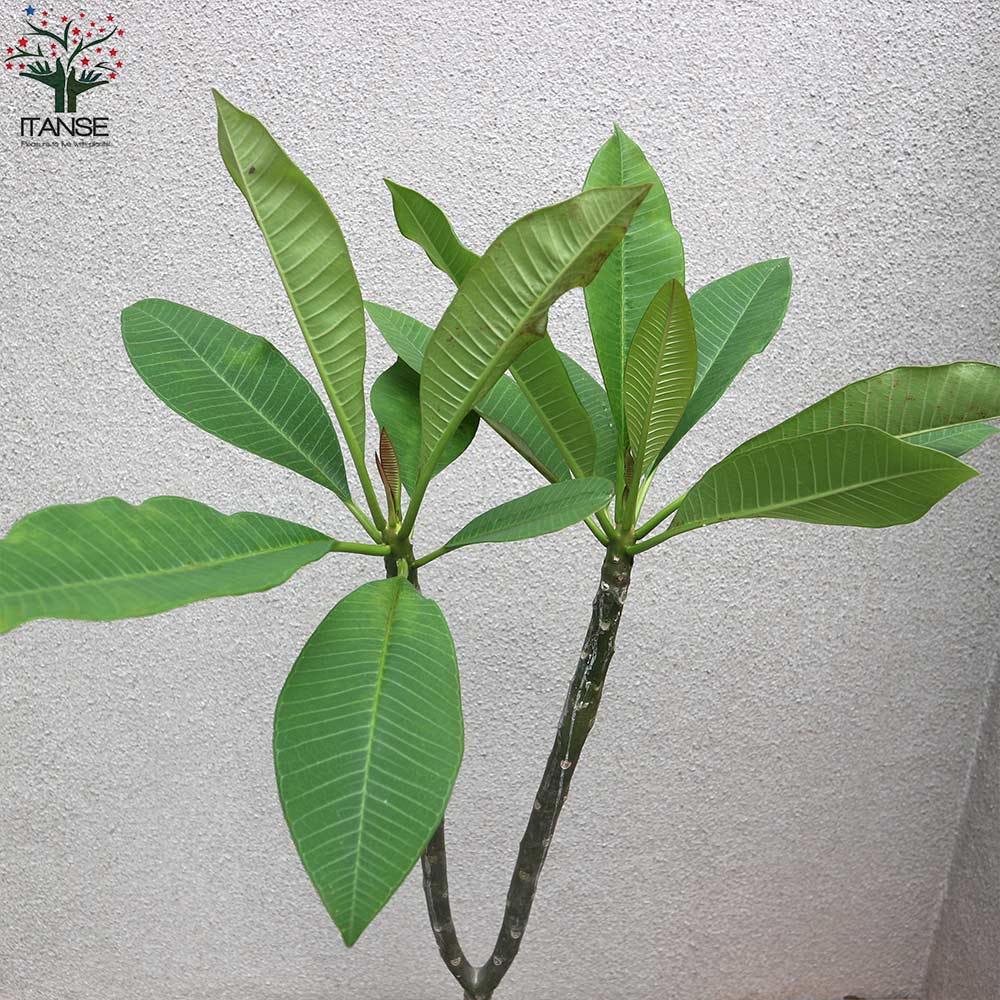 プルメリアの苗 熱帯花木苗【庭木 8号鉢／1個売り】｜ 【植物の