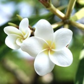 プルメリアの苗 熱帯花木苗【庭木 5号鉢／1個売り】|植木・花木