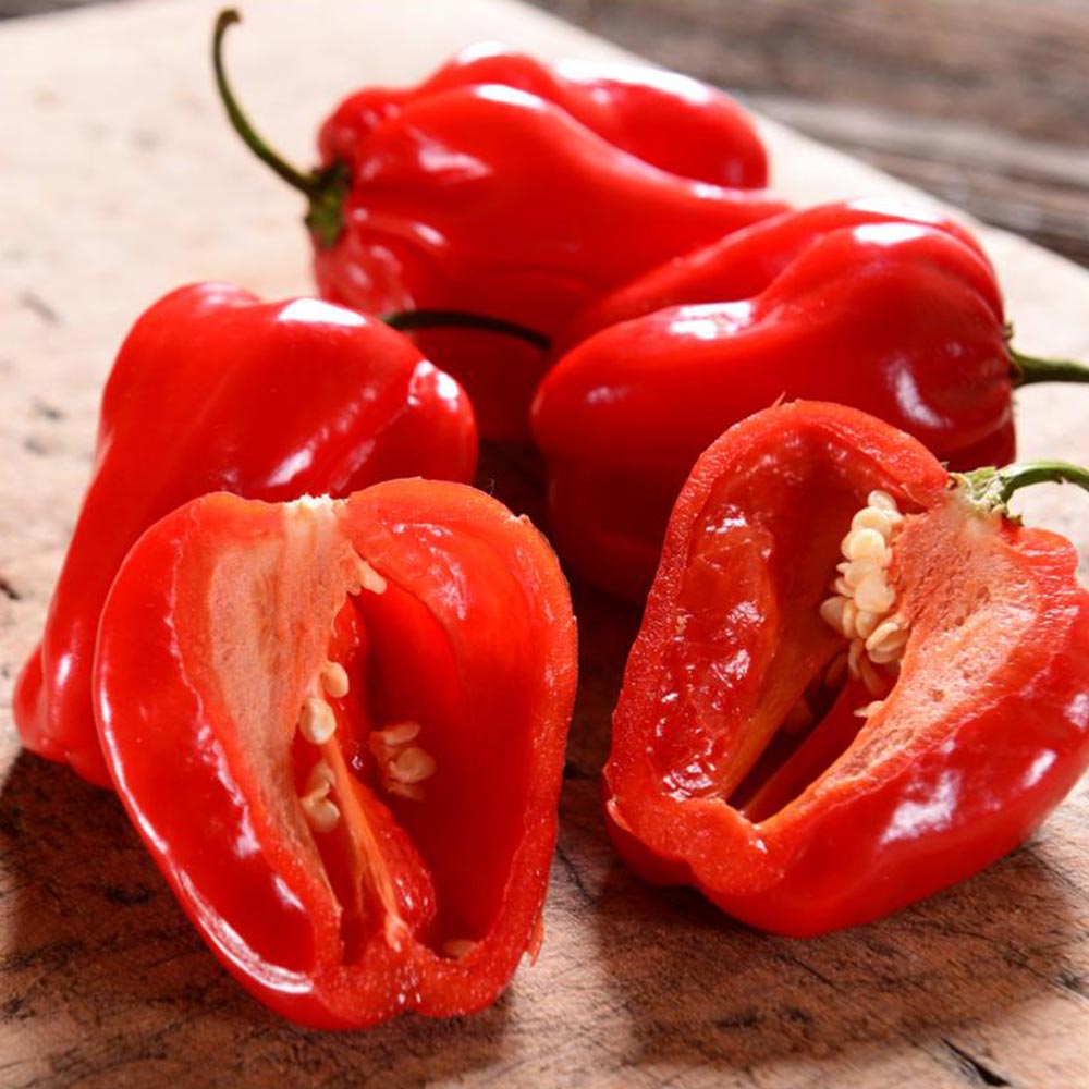 ハバネロ レッド 苗 2本 ハバネロ苗　激辛エスニック料理　香辛料　薬味 ハバネロ レッド 苗 2本 ハバネロ苗 激辛エスニック料理 香辛料