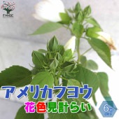 アメリカフヨウの苗 花色見計らい【庭木 6号鉢／1個売り】|植木・花木