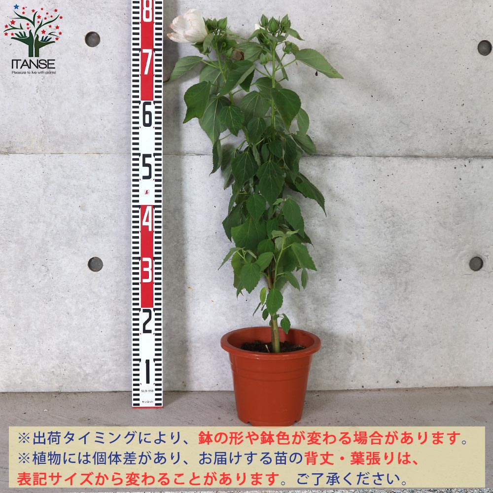 アメリカフヨウの苗 花色見計らい【庭木 6号鉢／1個売り
