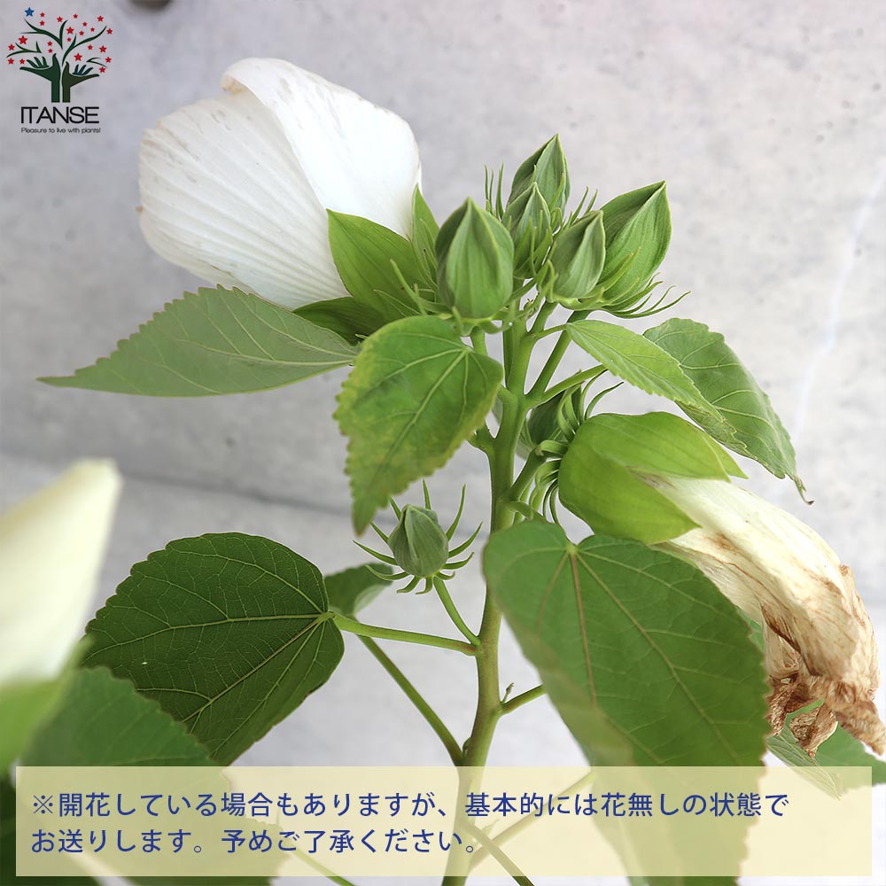アメリカフヨウの苗 花色見計らい【庭木 6号鉢／1個売り