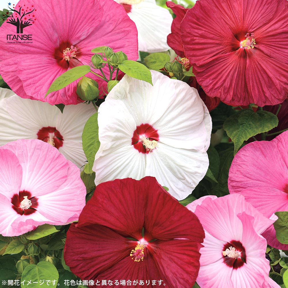 アメリカフヨウの苗 花色見計らい【庭木 6号鉢／1個売り