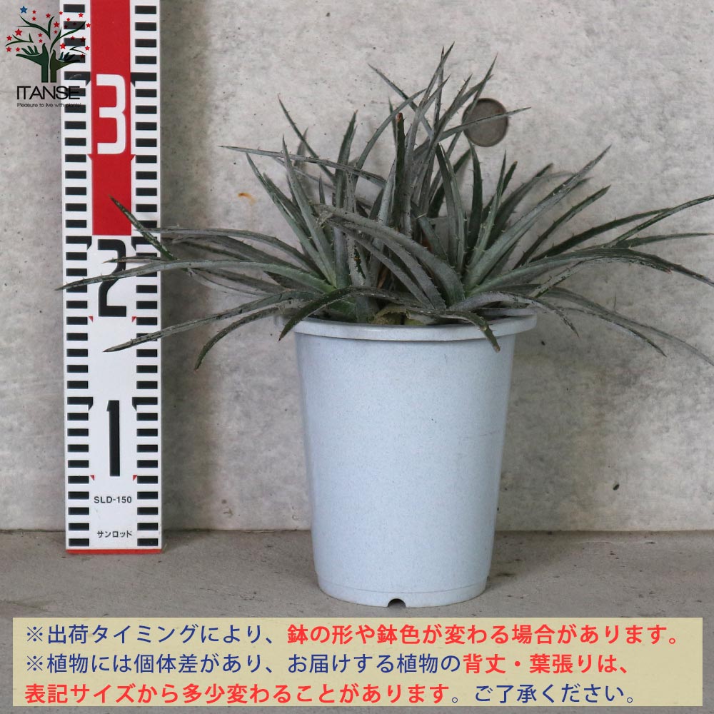 ディッキア ニッケルシルバー リビングやオフィス向きサイズ【観葉植物