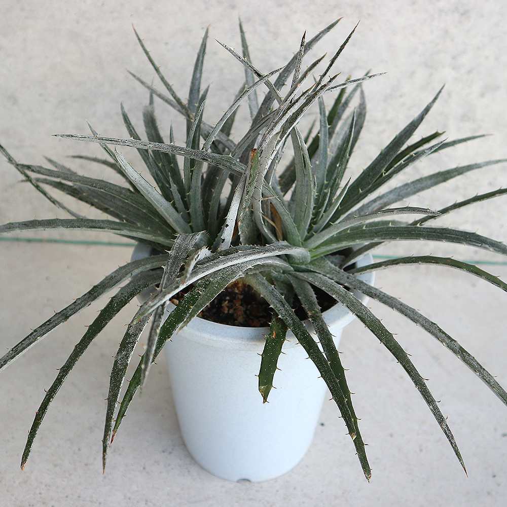 ディッキア ニッケルシルバー リビングやオフィス向きサイズ【観葉植物