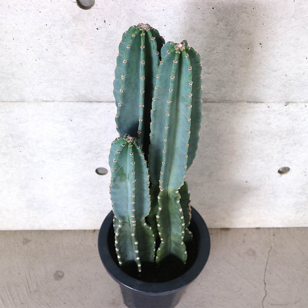 サボテン 柱サボテン ”鬼面閣”（きめんかく）リビングやオフィス向きサイズ【多肉植物 8号鉢／1個売り】