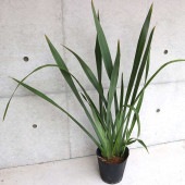 ニューサイラン(入才蘭)の苗【庭木 緑葉の大苗 5〜7号ポット／1個売り】|植木・花木