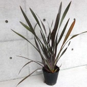 ニューサイラン(入才蘭)の苗【庭木 銅葉の大苗 7号ポット／1個売り】|植木・花木