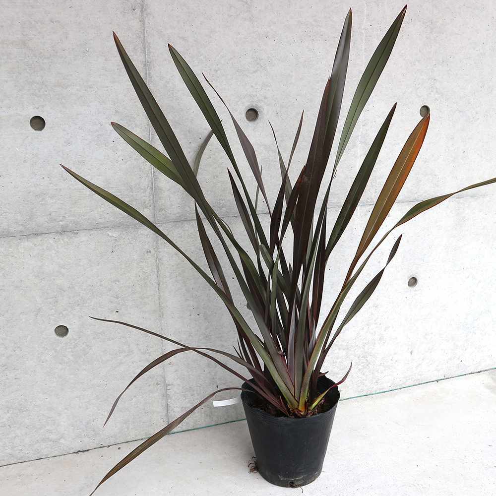 ニューサイラン(入才蘭)の苗【庭木 銅葉の大苗 7号ポット／1個売り】