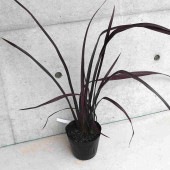 ニューサイラン(入才蘭)の苗【庭木 ブラックアダーの苗 5号ポット／1個売り】|植木・花木