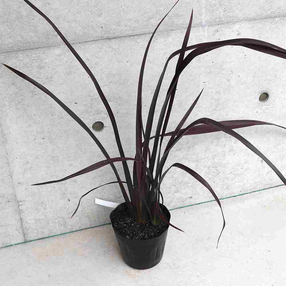 ニューサイラン(入才蘭)の苗【庭木 ブラックアダーの苗 5号ポット／1個売り】