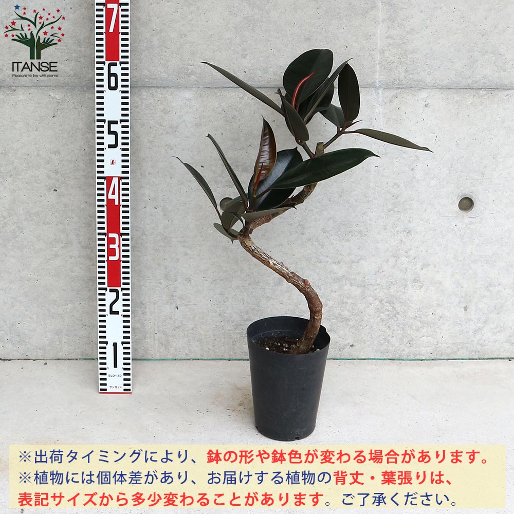 曲り仕立て ゴムの木の仲間 リビングやオフィス向きサイズ フィカス