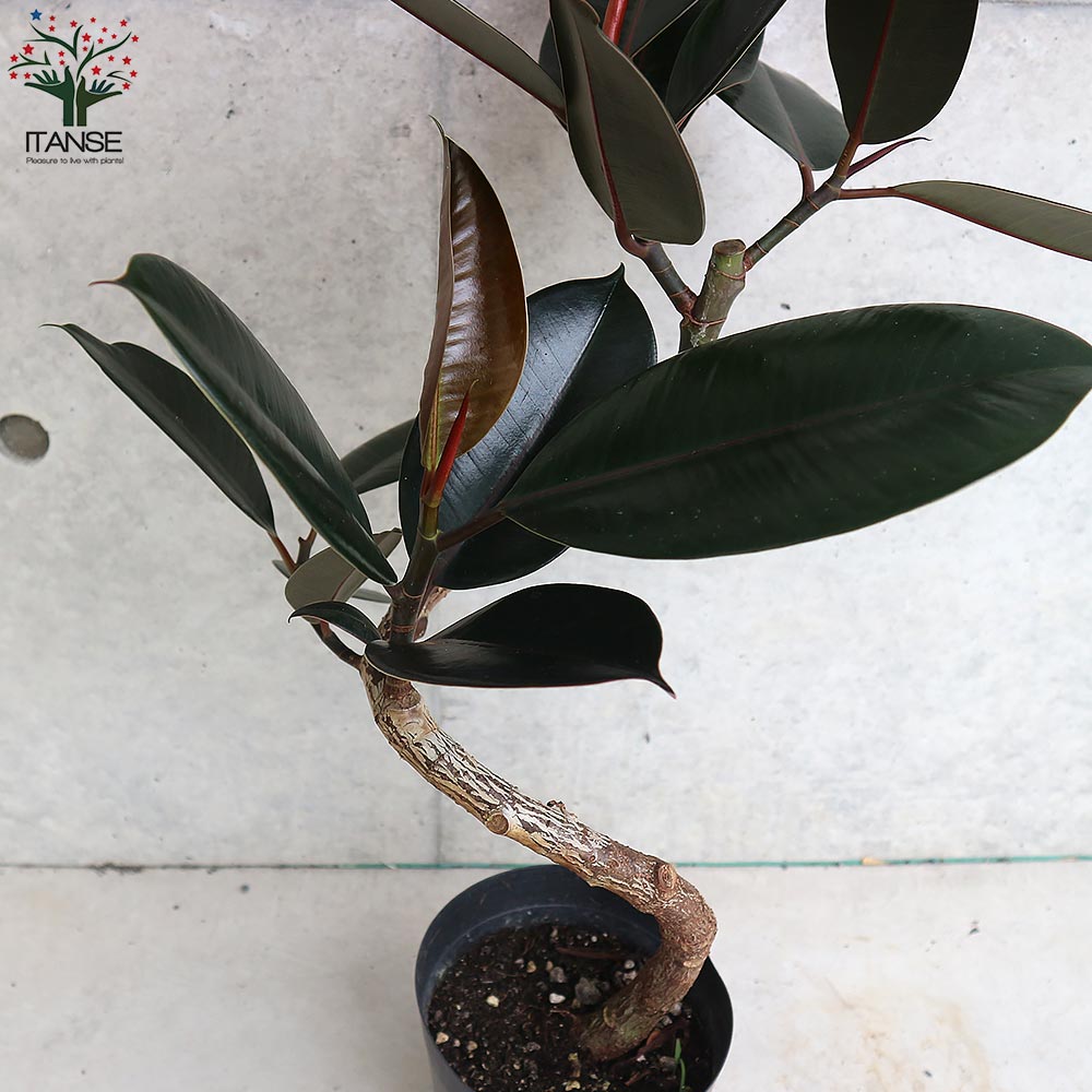 曲り仕立て ゴムの木の仲間 リビングやオフィス向きサイズ フィカス