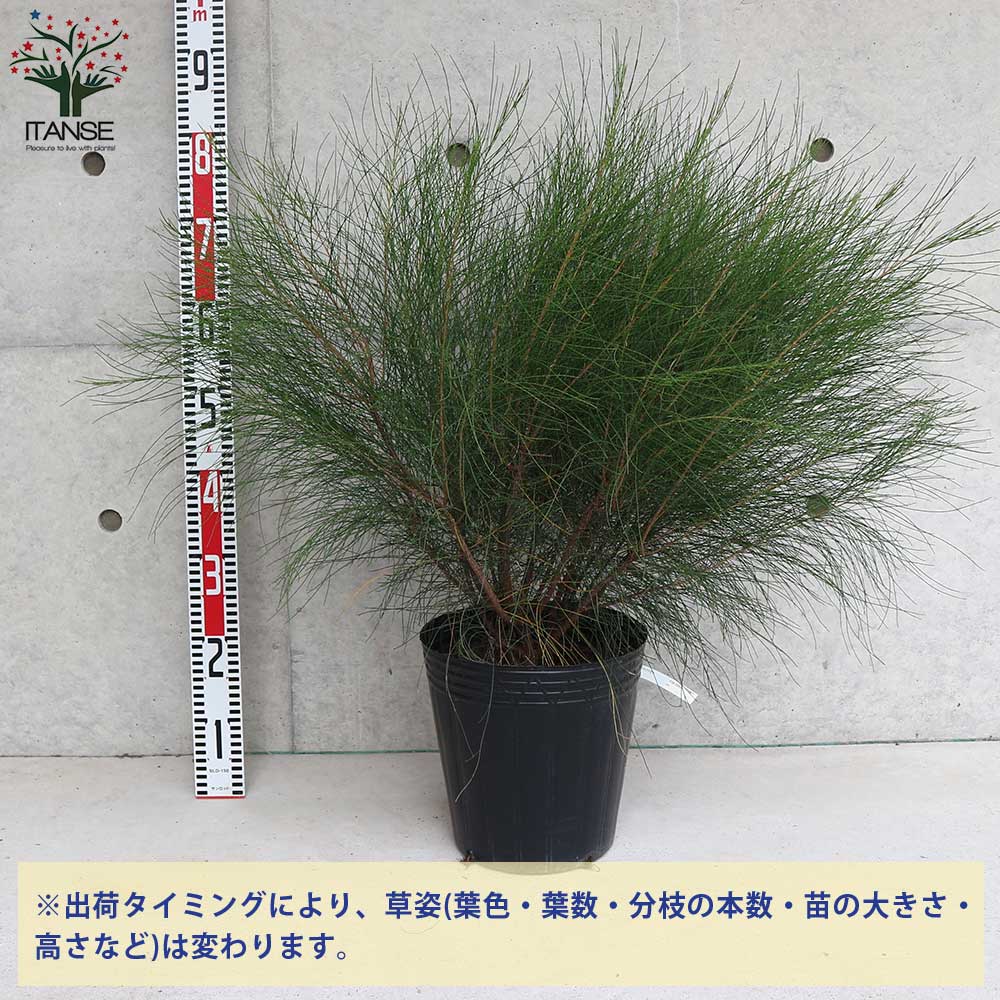 タマモクマオウ(玉木麻黄)の苗 【庭木 7号ポット大苗／1個売り