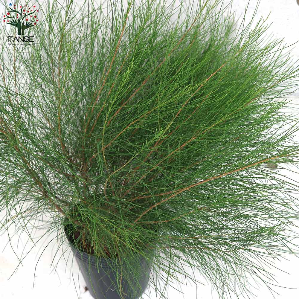 タマモクマオウ(玉木麻黄)の苗 【庭木 7号ポット大苗／1個売り