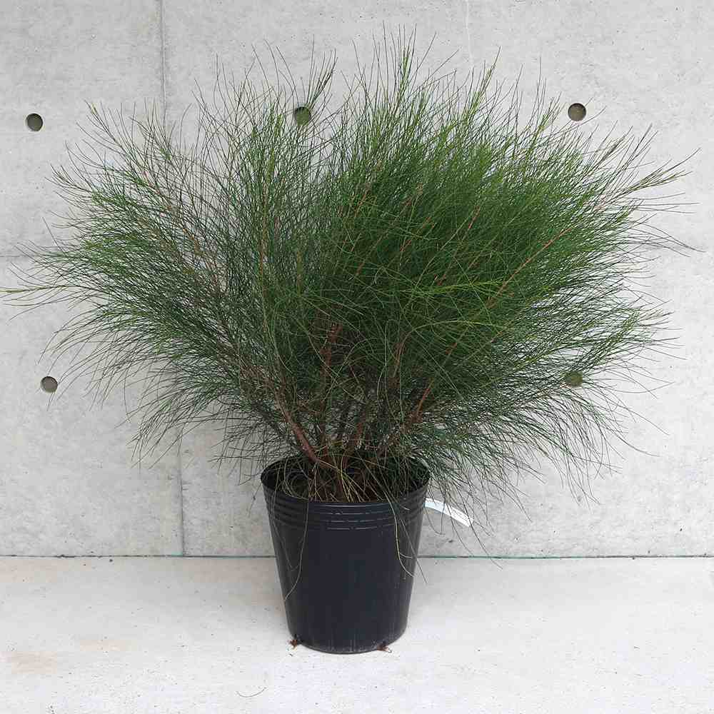 タマモクマオウ(玉木麻黄)の苗 【庭木 7号ポット大苗／1個売り】