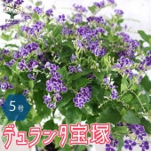 デュランタ宝塚 【庭木 7号鉢大苗／1個売り】|植木・花木