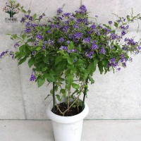 送料無料 デュランタ宝塚 庭木 7号鉢大苗 1個売り デュランタ タイワンレンギョウ ハリマツリ クマツヅラ 宝塚 デュランタ宝塚 フラワー 花苗 花の苗シンボルツリー