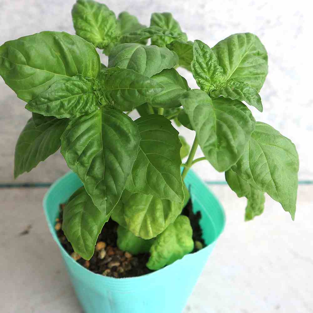 レタスリーフバジル 【ハーブの苗 10.5cmポット／お買い得2個セット】