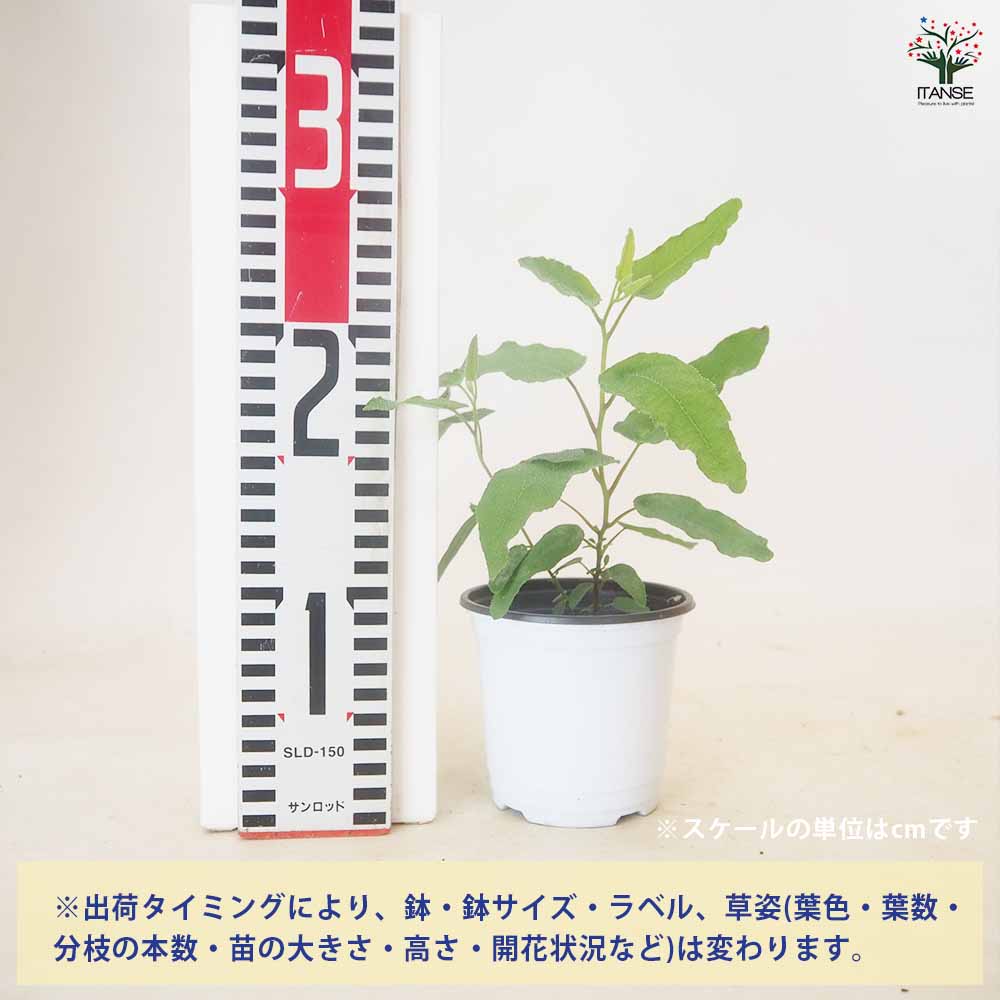 レモンユーカリ 【ハーブの苗 3.5号ポット苗／1個～】｜ 【植物の