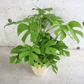 ヒメモンステラ (姫モンステラ)【観葉植物 5号鉢／1個売り】|観葉植物
