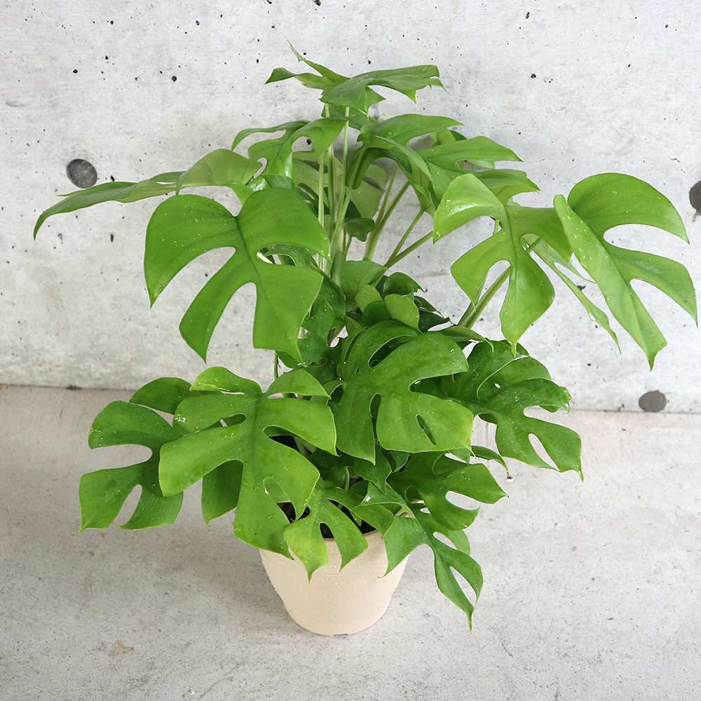 ヒメモンステラ (姫モンステラ)【観葉植物 5号鉢／1個売り】